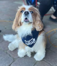 Graduation Announce Blue Dog Reversible Bandana