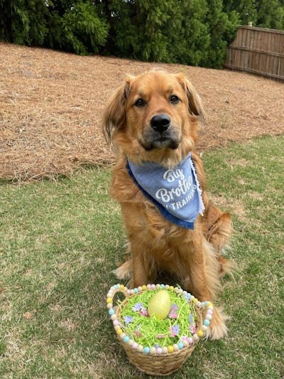 Personalized Dog Bandanas I Unique Mother's Day Gift - Life For Pawz – Life  for Pawz