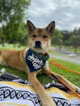 Father's Day Dog Bandana - Navy Blue Anchor Reversible – Life for Pawz