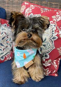 Reversible Dog Bandana Easter Bunny and Carrot