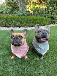 Big Sister Dog Bandana