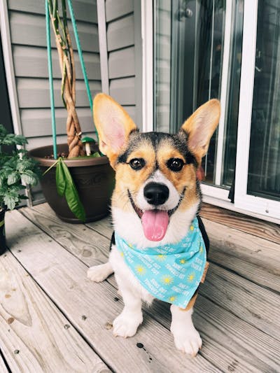 The Cat in the Hat - Reversible Dog Bandana – Life for Pawz