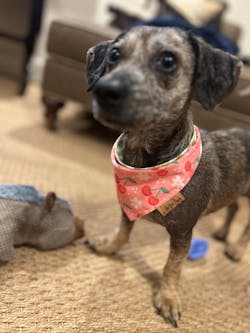Reversible Bandana for Dogs -Tie and Snap Neckwear, Custom Summer Bandana -Perfect Gift - Personalized Accessory - Embroidered or Vinyl Name