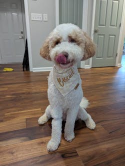 Personalized Reversible Dog Bandana | Flower Design on Mustard Yellow & White | Custom Embroidered Name
