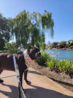 Rainbow Dog Bandana, Pride Dog Bandana, Rainbow Hearts And Stripes Bandana, Reversible Bandana, Tie & Snap, Dog Lovers Gift, Fursuit