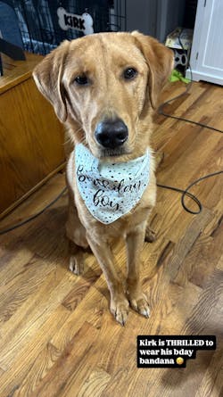 Dog Bandana, Birthday Boy, Reversible Blue Bandana, Tie on And Snap, Dog Lovers Gift Box, Puppy Gift