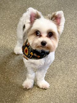 Sunflower & Mushroom