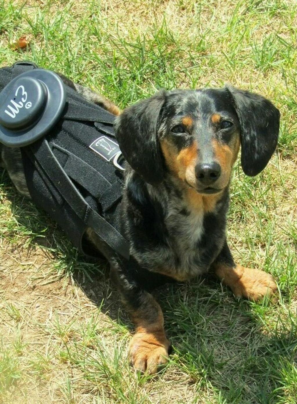 EMbrace L'il Back System (EMpower + L'il Back Bracer) Lil Back Bracer