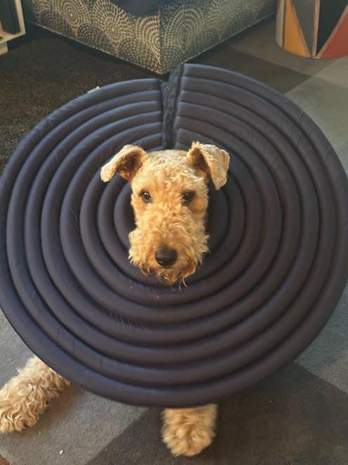 Doglemi Soft & Comfortable Dog Cone