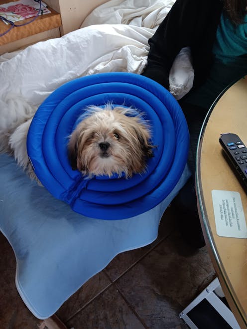 Doglemi Soft & Comfortable Dog Cone