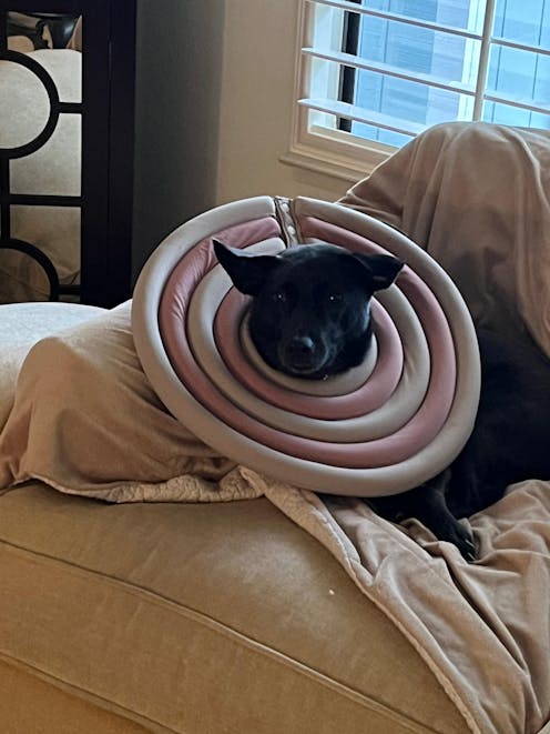 Doglemi Soft & Comfortable Dog Cone