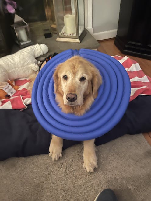 Doglemi Soft & Comfortable Dog Cone
