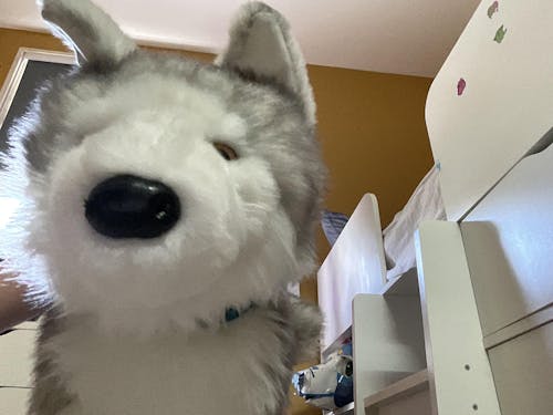 Shadow White Wolf | Douglas Dog