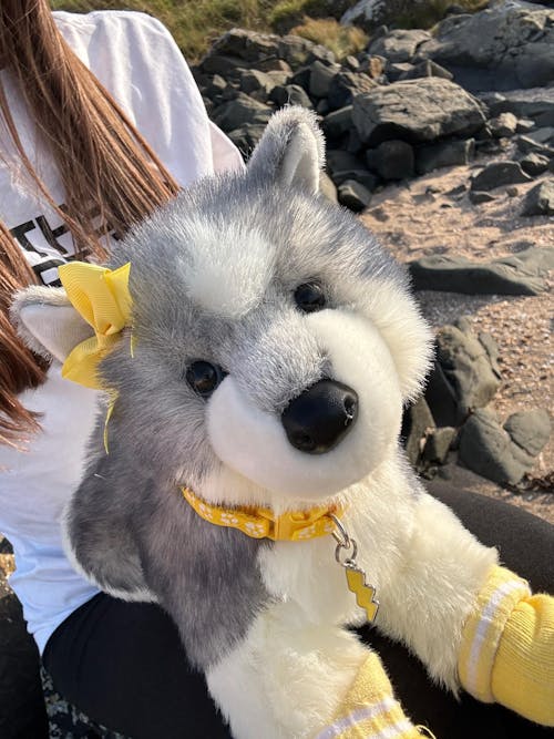 Sasha Husky | Douglas Dog