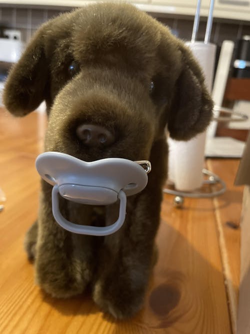 Chocolate Labrador Plush Dog | Living Nature | Plushie