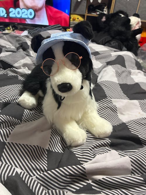 Chase Border Collie | Douglas Dog