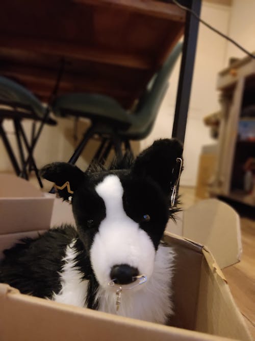 Chase Border Collie | Douglas Dog