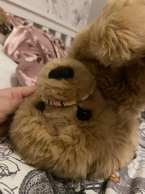 Bella Golden Retriever | Douglas Dog