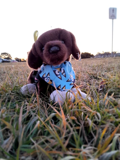 Cocoa Chocolate Lab | Douglas Dog