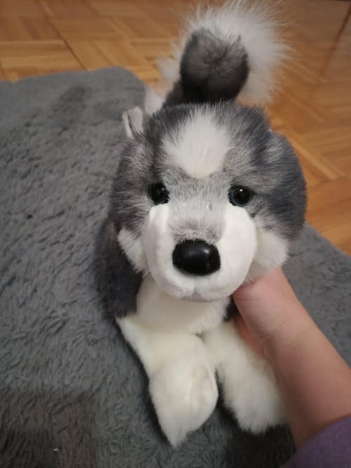 Sasha Husky | Douglas Dog