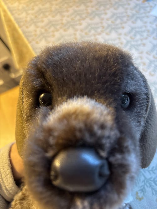 Wolfgang German Pointer | Douglas Dog