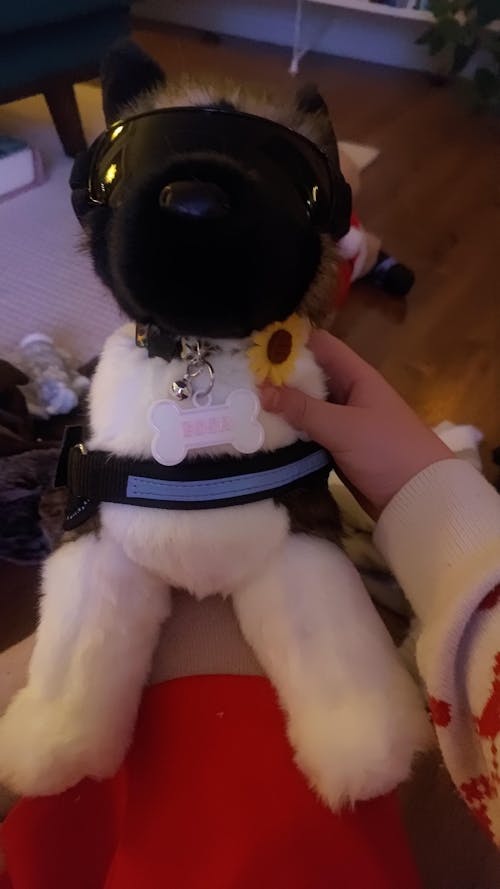 Kita Akita | Douglas Dog