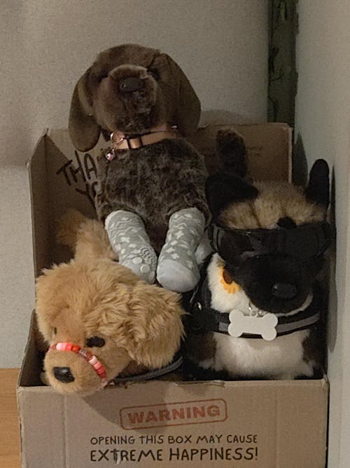 Wolfgang German Pointer | Douglas Dog