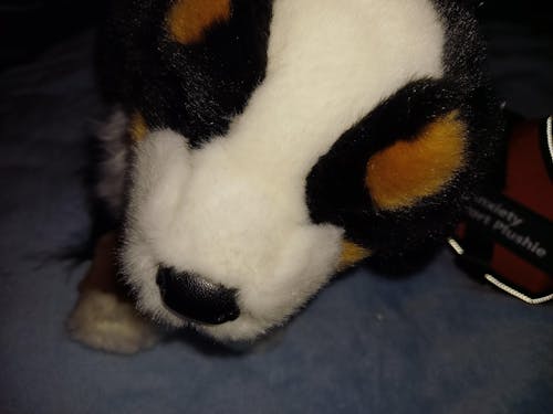 Trevor Bernese Mountain Dog | Douglas Dog