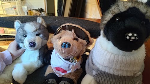 Sasha Husky | Douglas Dog