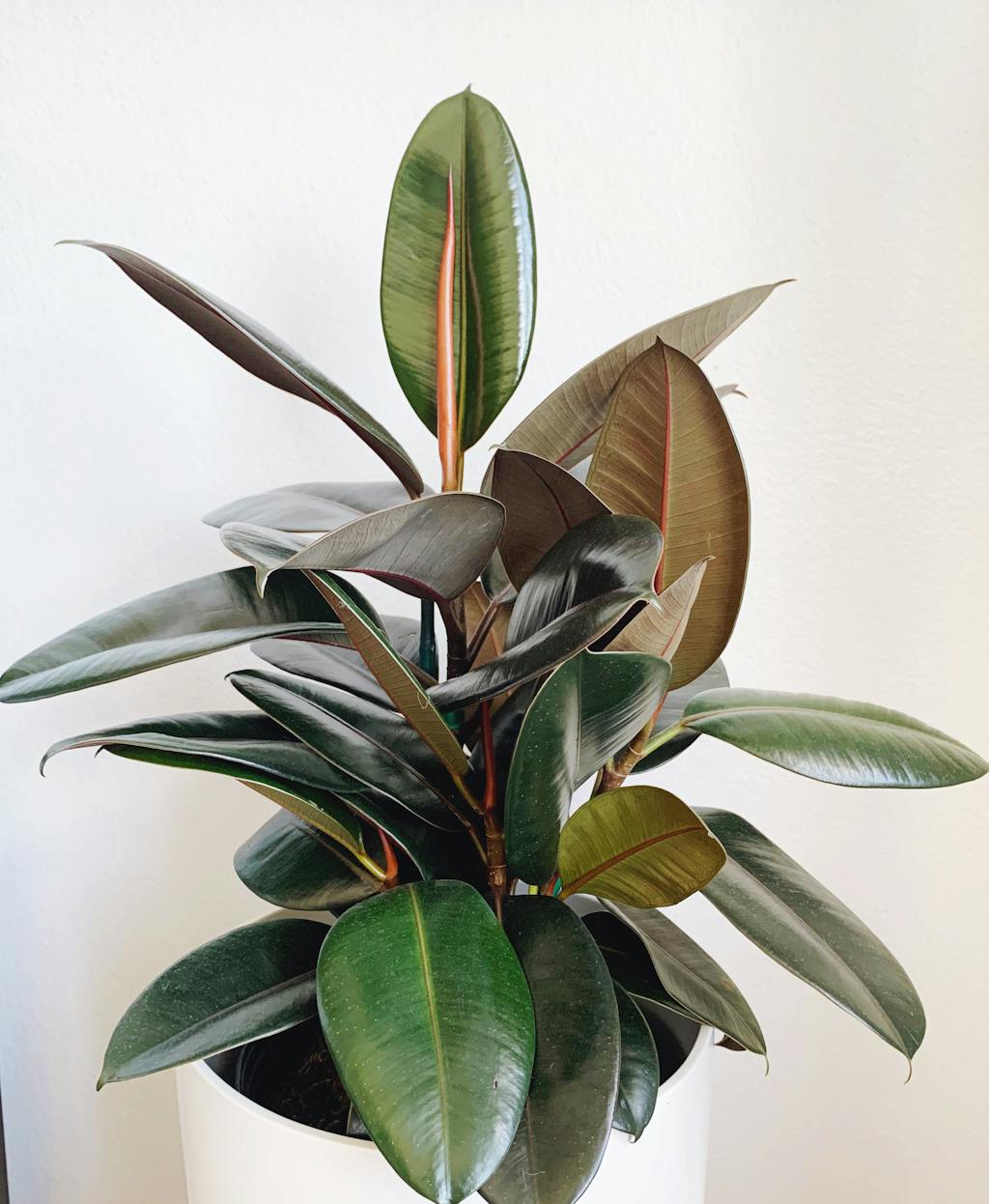 Burgundy Rubber Tree– Lively Root