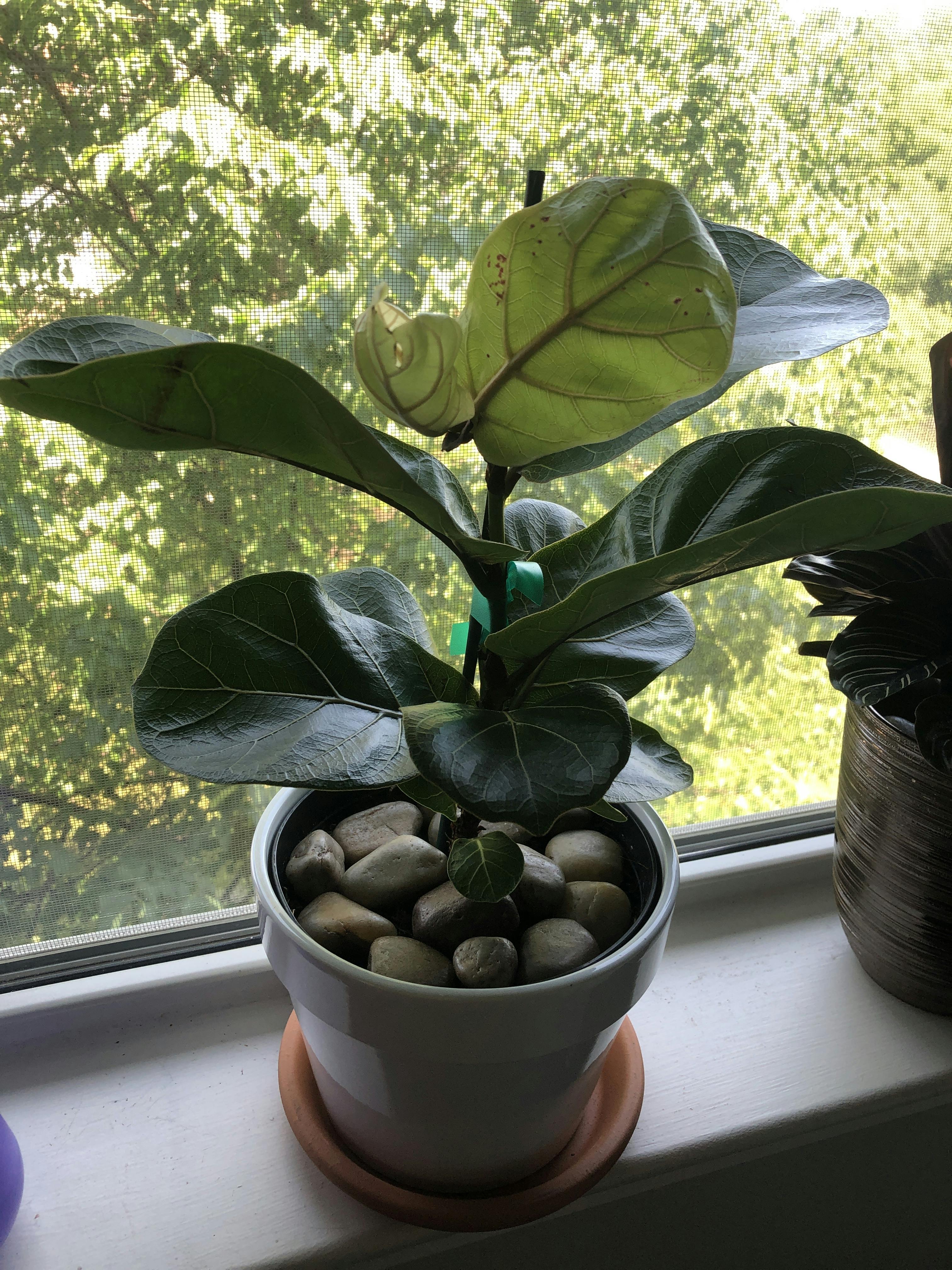 Customer Reviews Lively Root