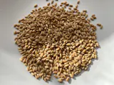 Regenerative Soft White Wheat Berries