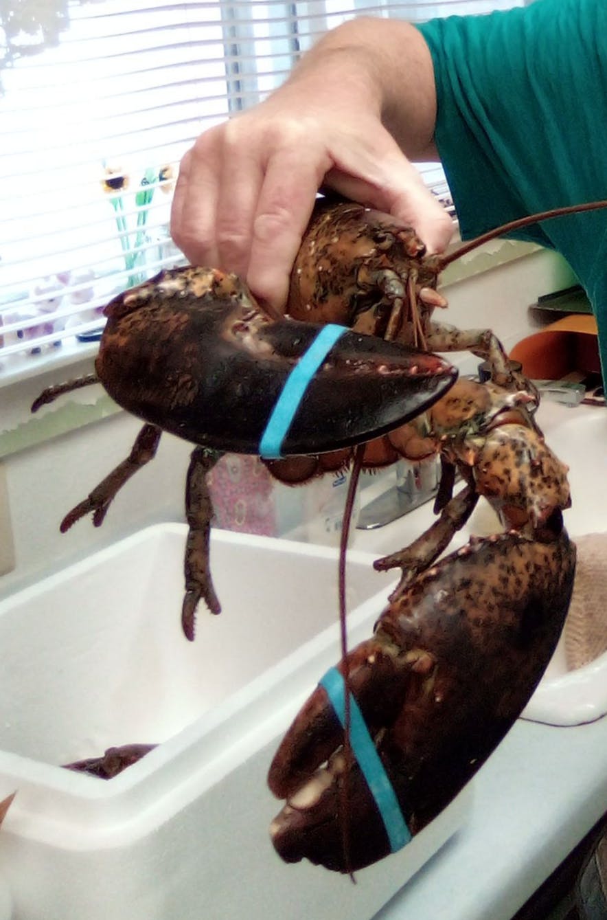 Buy 1¼ lb. Lobsters Online Guaranteed Home Delivery