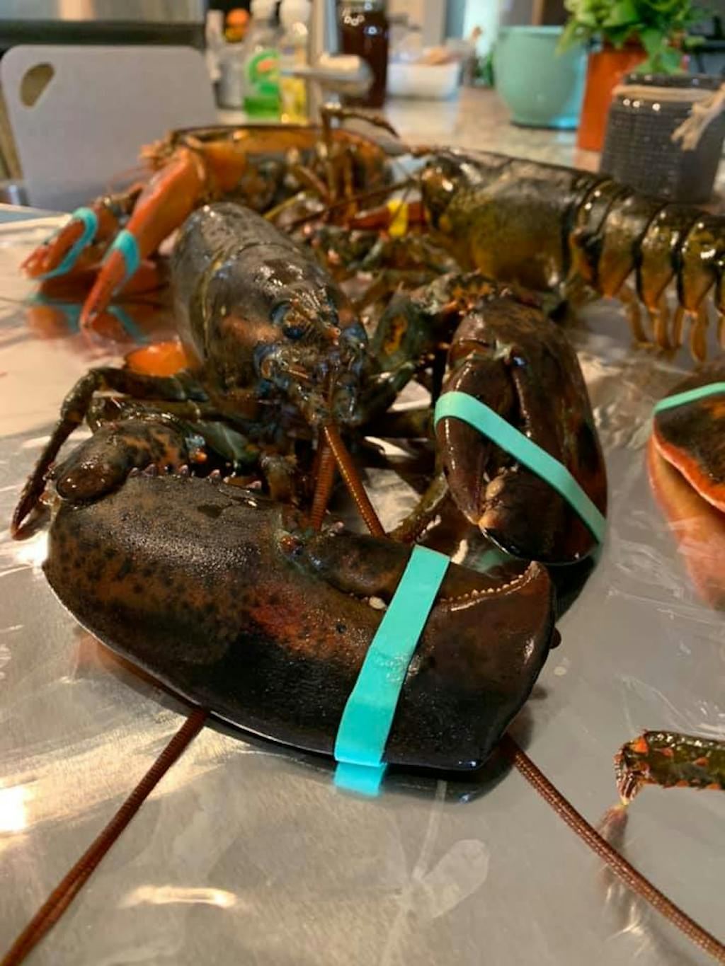 Order 2 lb. Lobsters Direct from the Source | Shipped from Maine