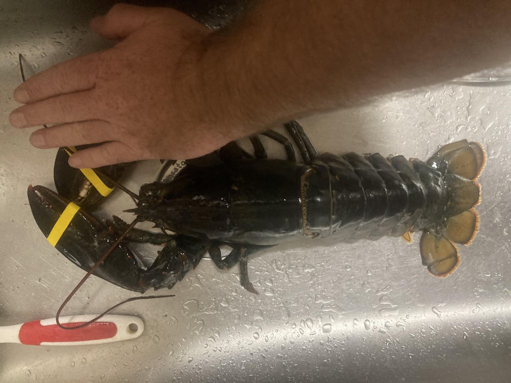 Buy Live Lobster Online We Sale Live Maine Lobsters and Ship