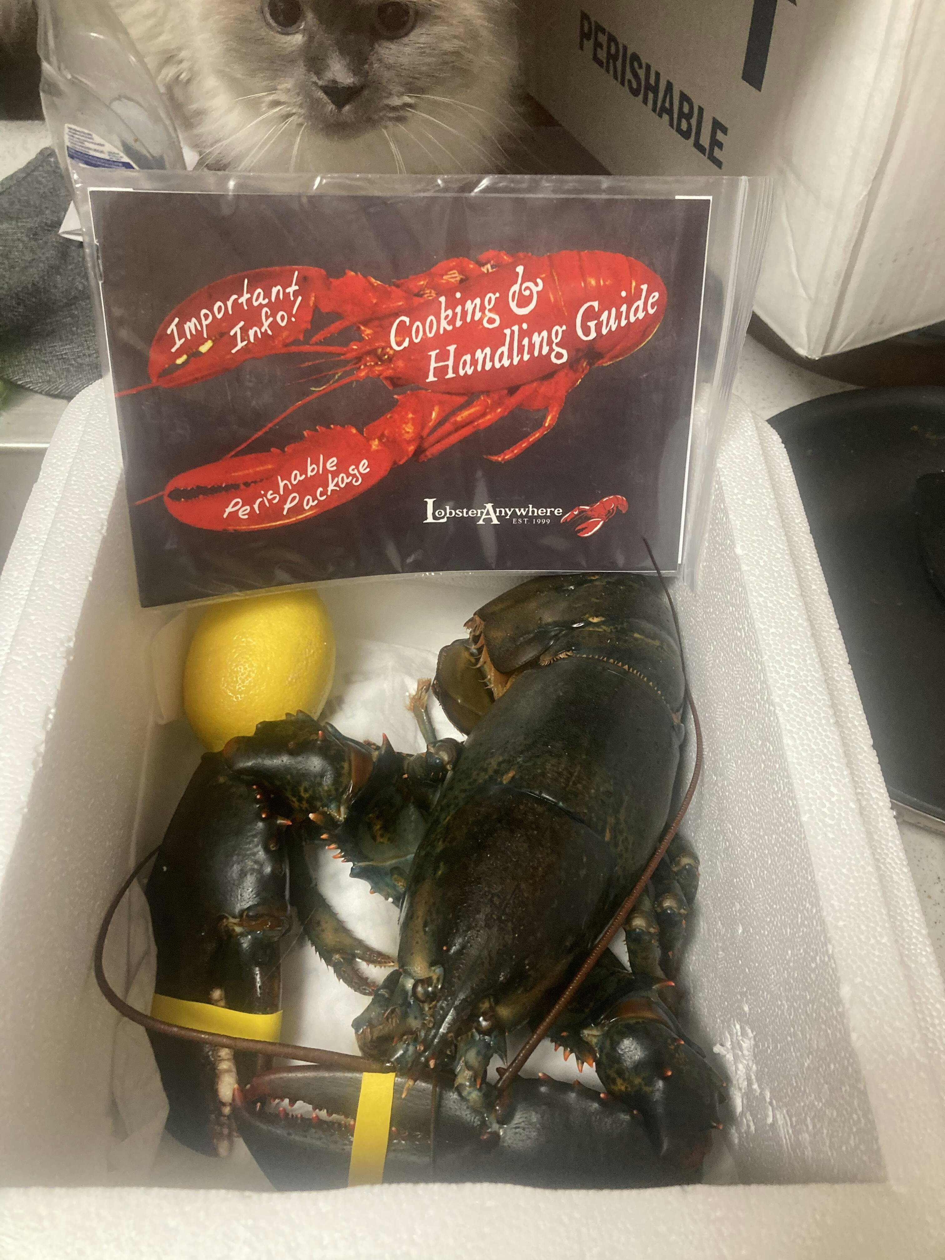 Buy Live Lobster Online | We Sale Live Maine Lobsters And Ship