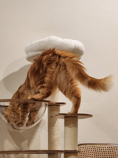 135 cm Cat Tower and Tree