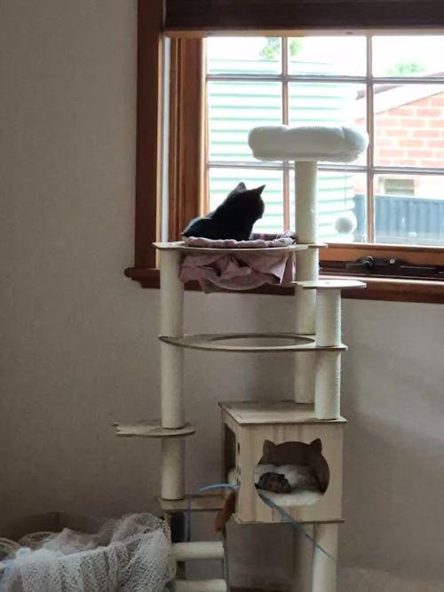 135 cm Cat Tower and Tree
