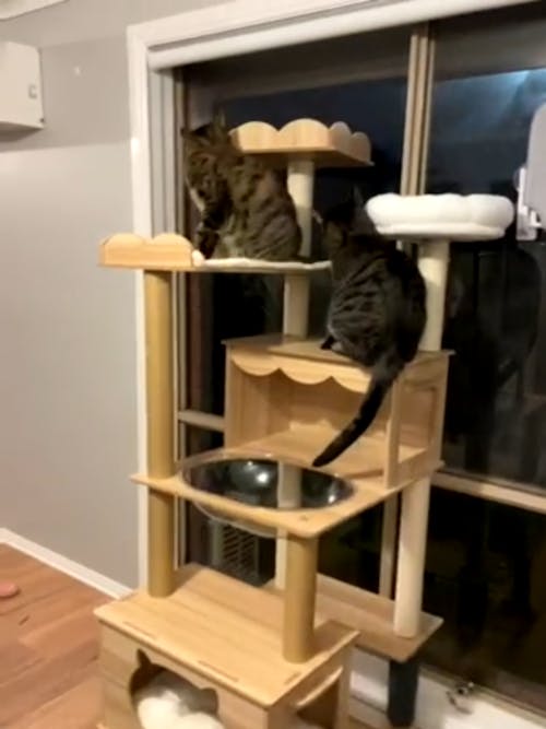 180 cm Cat Tower and Tree