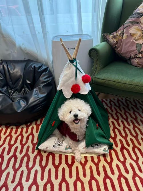 Holiday Christmas Large Pet Tent with Cushion