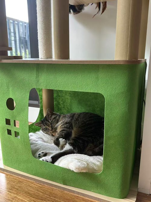 160cm Modern Wooden Cat Tree Furniture Grade Design