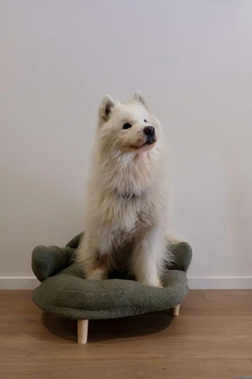 Bouclé XL Pet Couch Bed for Cats & Dogs Green