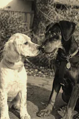Longevity Pet OralProPet | Integratore per l’igiene orale di cane e gatto | Contrasta placca, tartaro e alito cattivo | 30 bustine