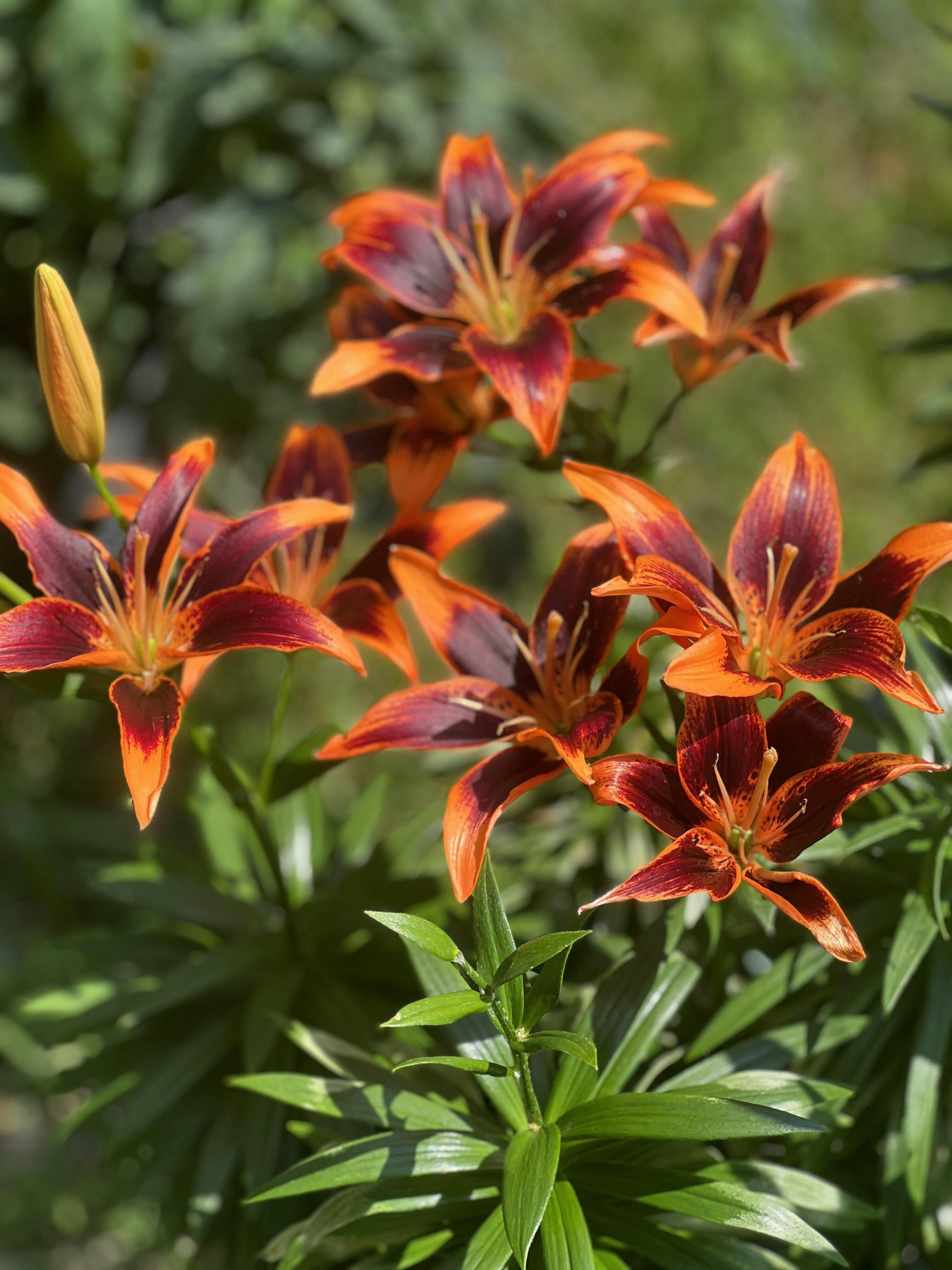 Lily Asiatic Forever Susan - 5 bulbs - Longfield Gardens