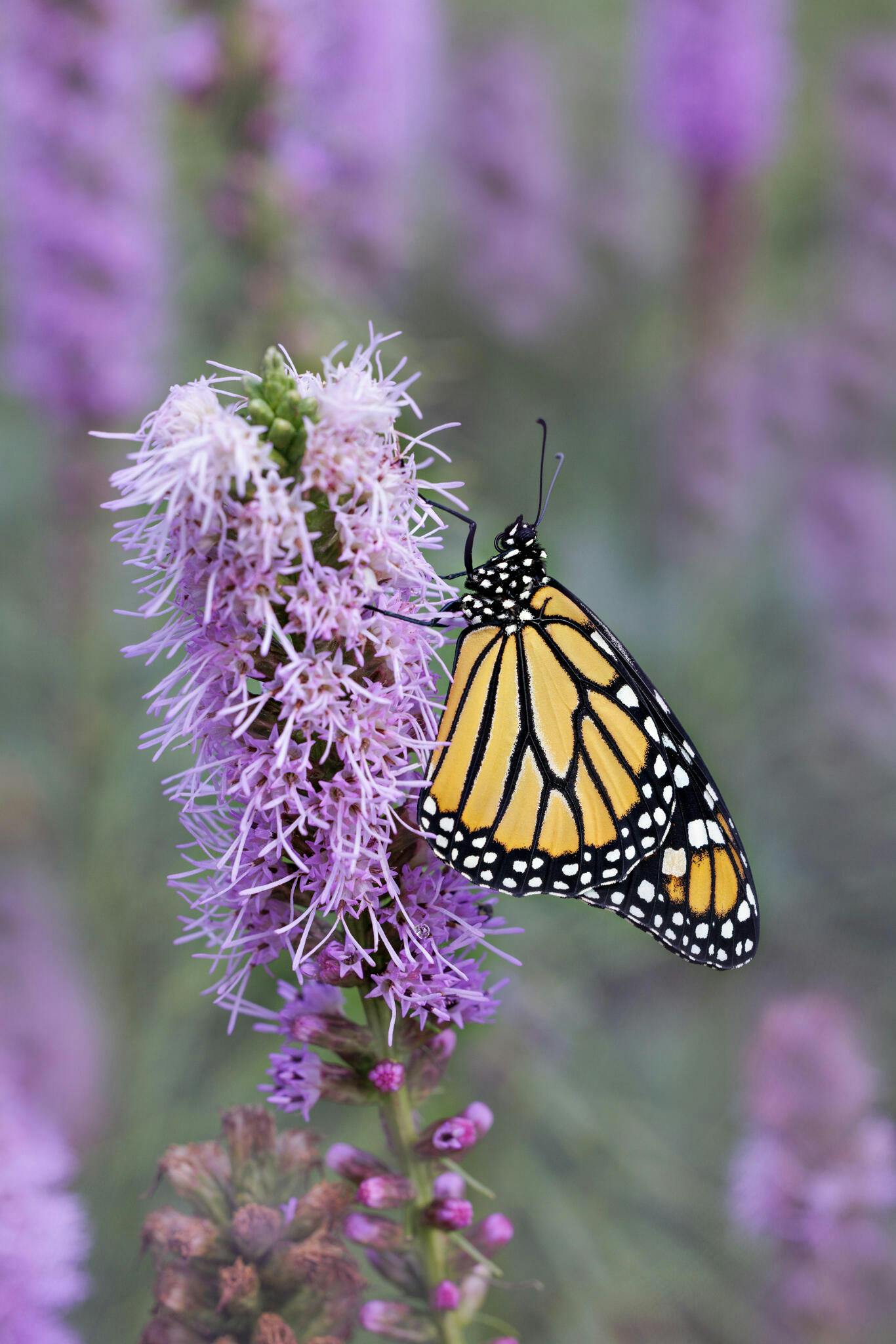 Liatris Spicata Blazing Star - 24 corms - Longfield Gardens