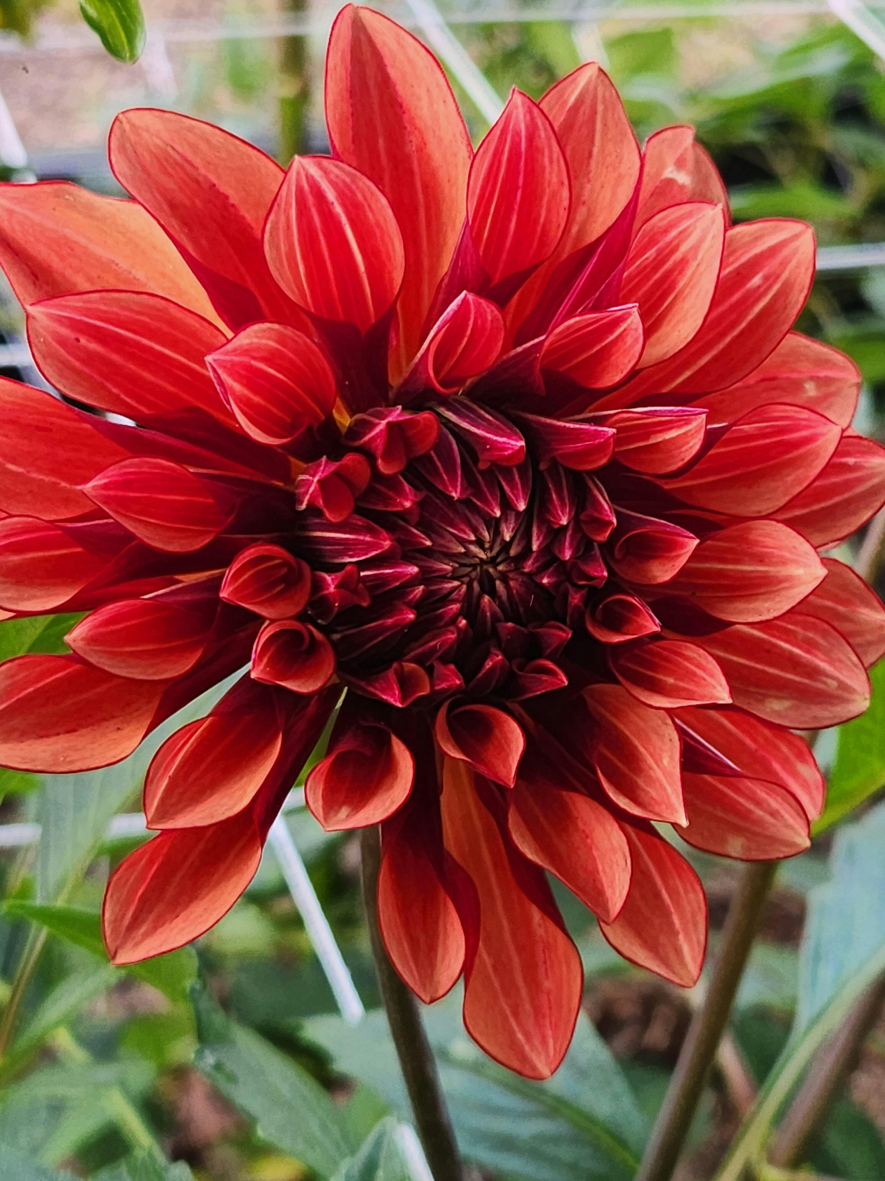 Dahlia Dinnerplate Lady Darlene & Mingus Alex - 4 tuber clumps