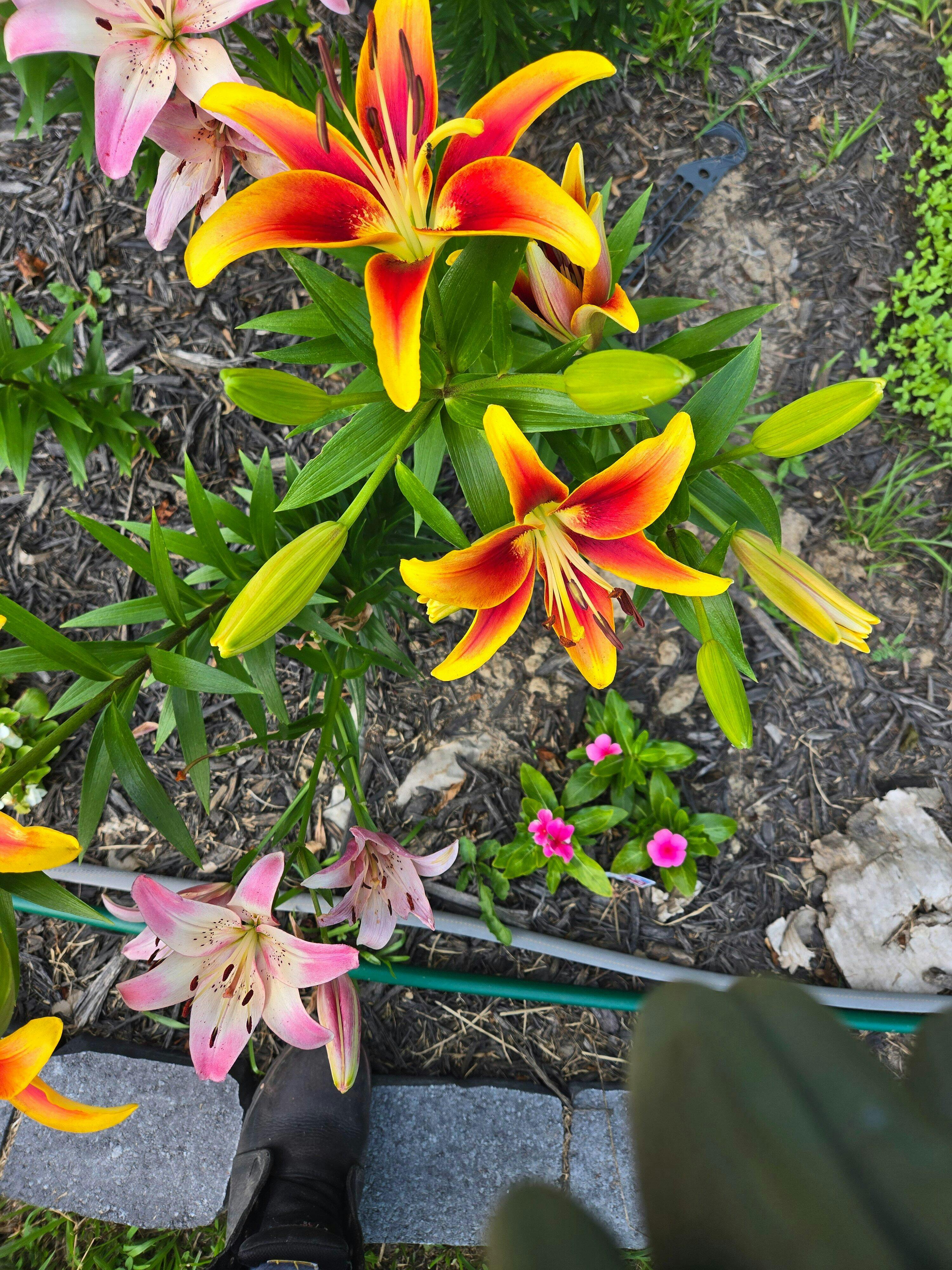 Lily Oriental Asiatic (OA) Kaveri - 5 bulbs - Longfield Gardens