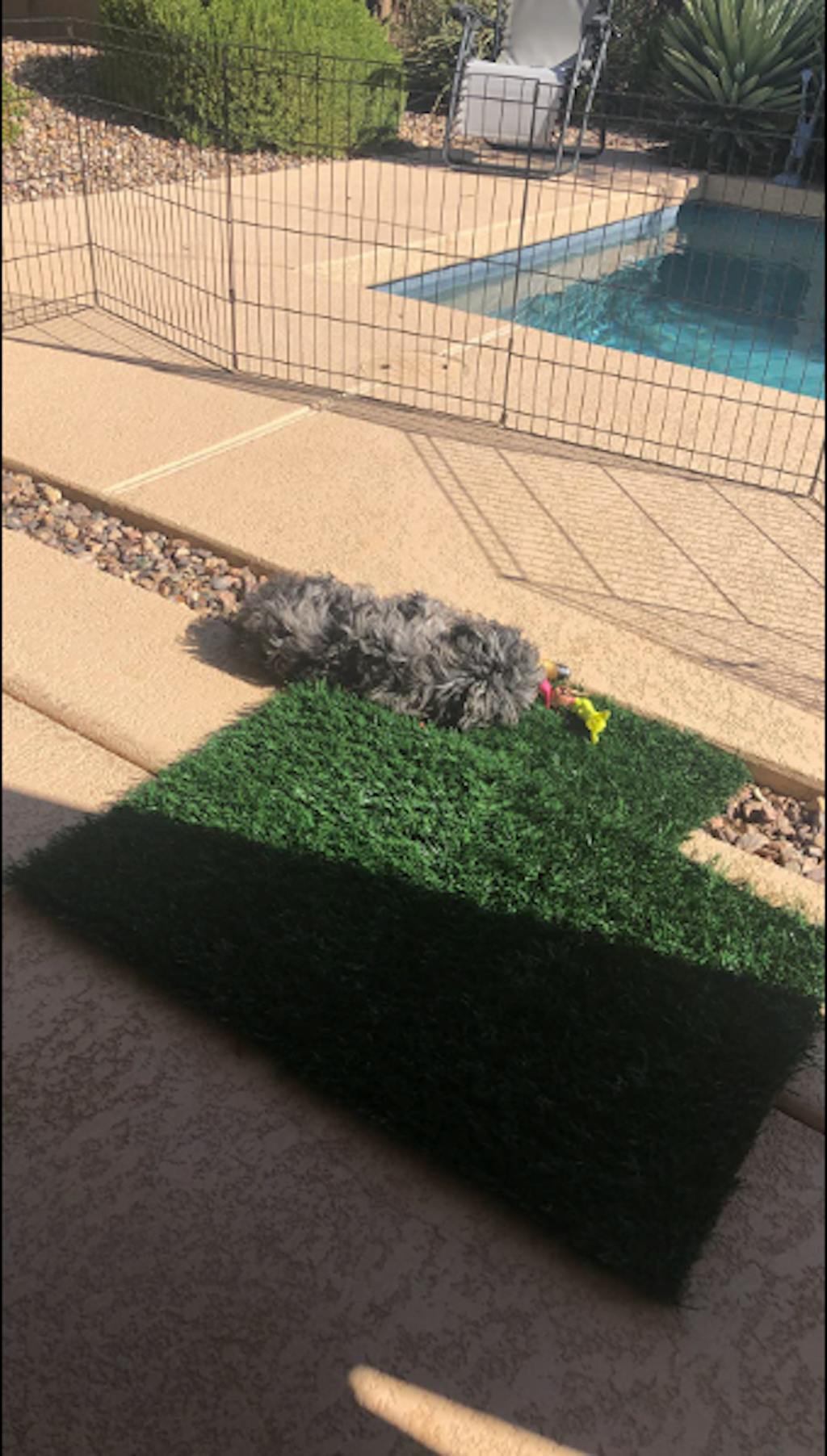 LOOBANI Dog Grass Pee Pads