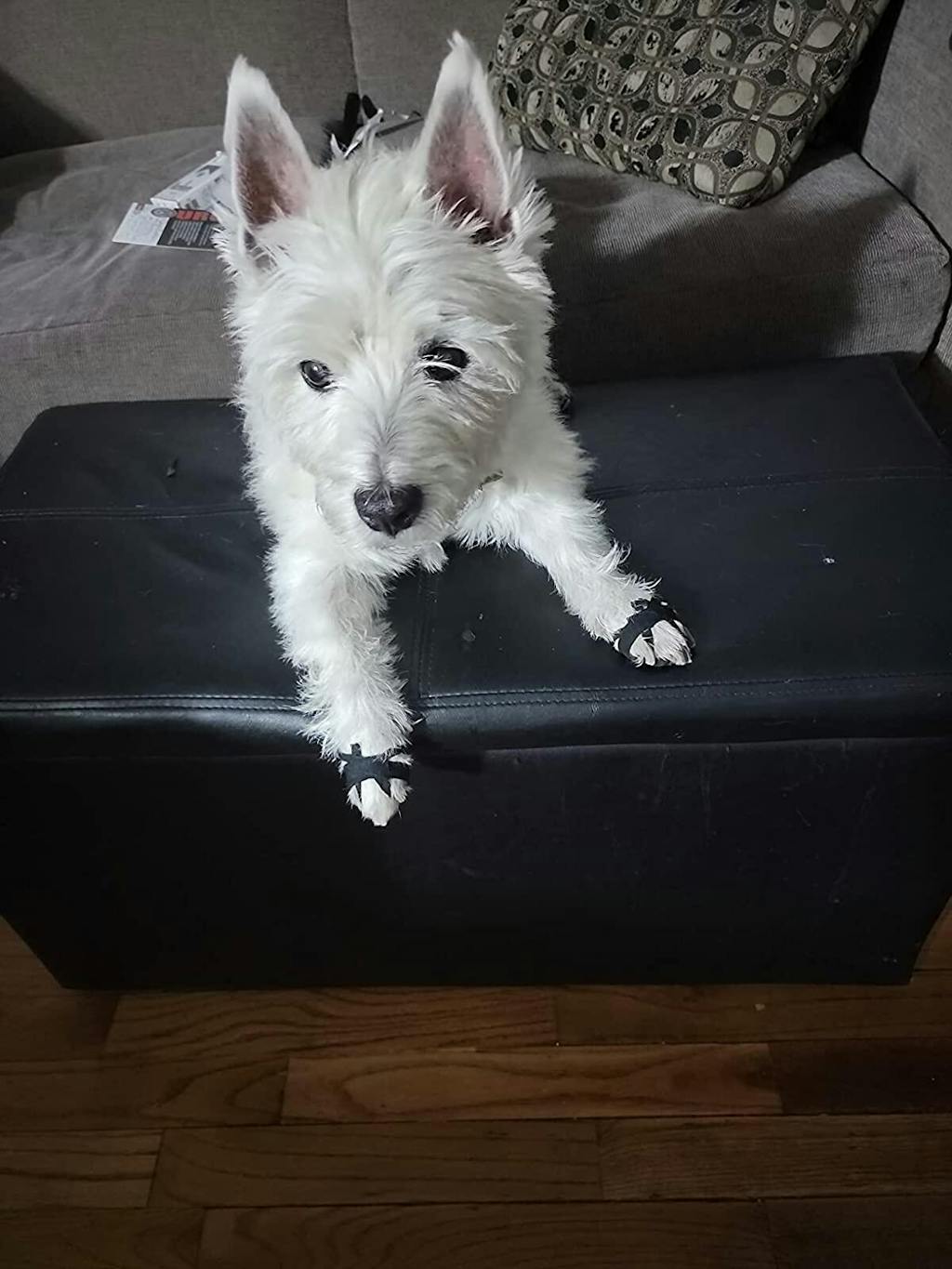 Dog Paw Protector with Straps for Longer Use Time Loobani