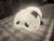 Looges™ - Panda